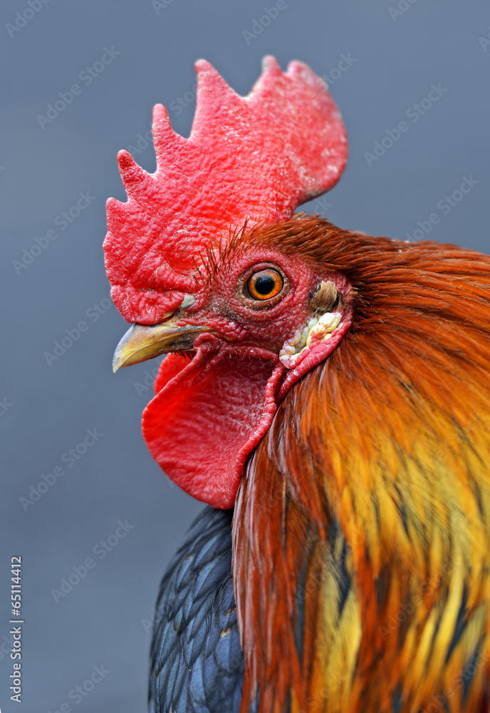 Portrait pet rooster on the farm