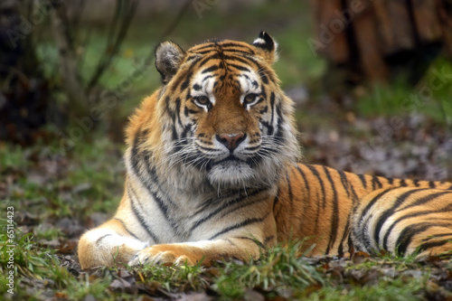 Amur Tiger in the summer