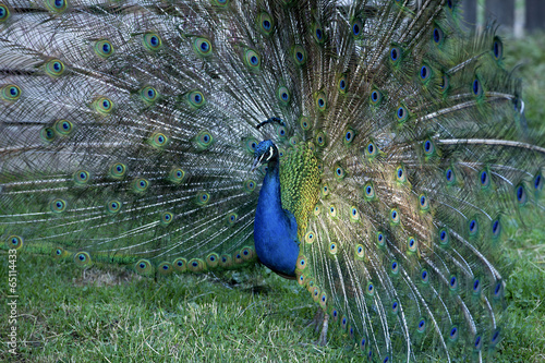 Peacock with raised feathers photo