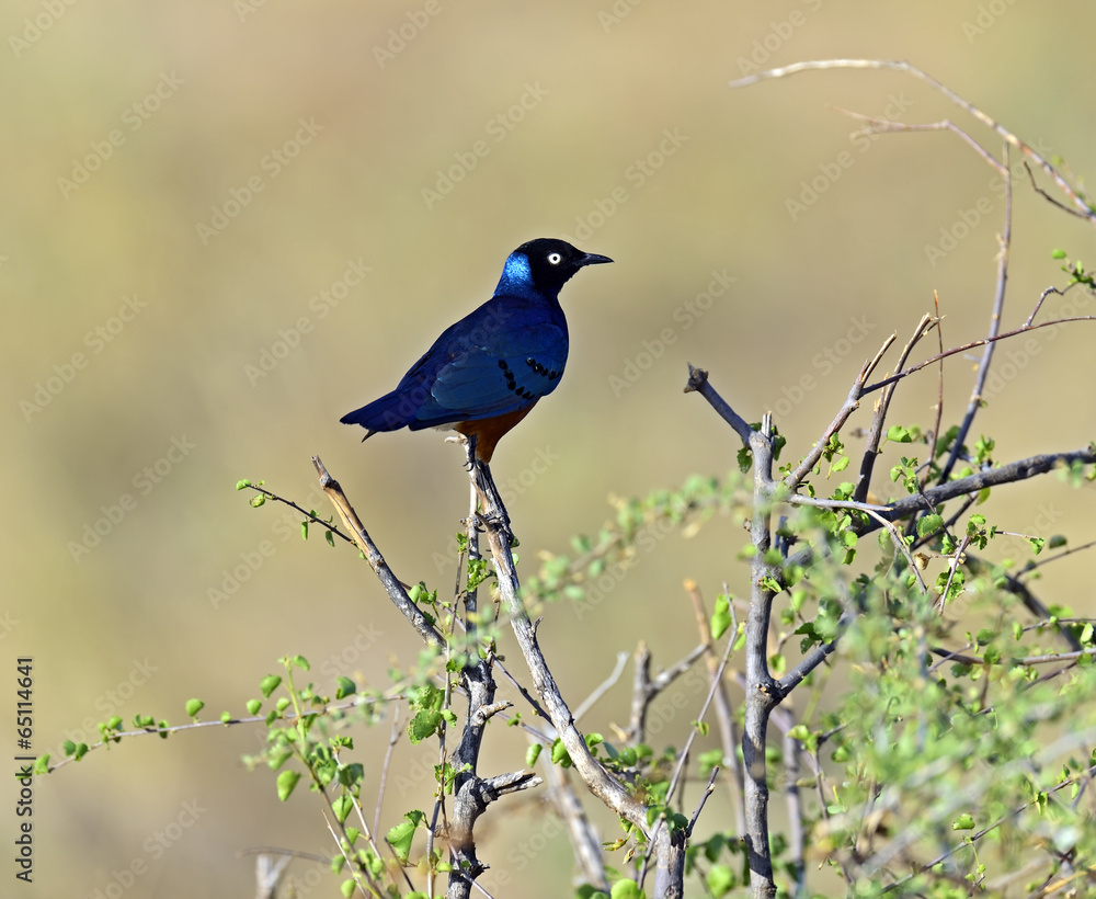 Obraz premium Colorful superb starling