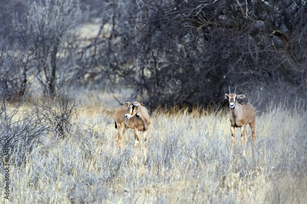 Fototapeta premium Oryx gazella