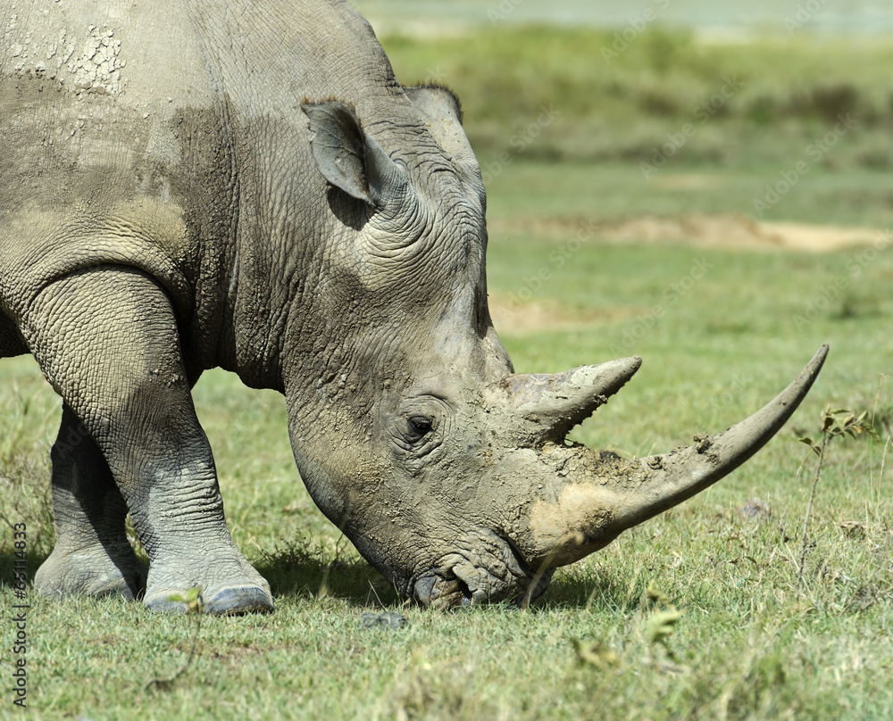 Obraz premium White rhino