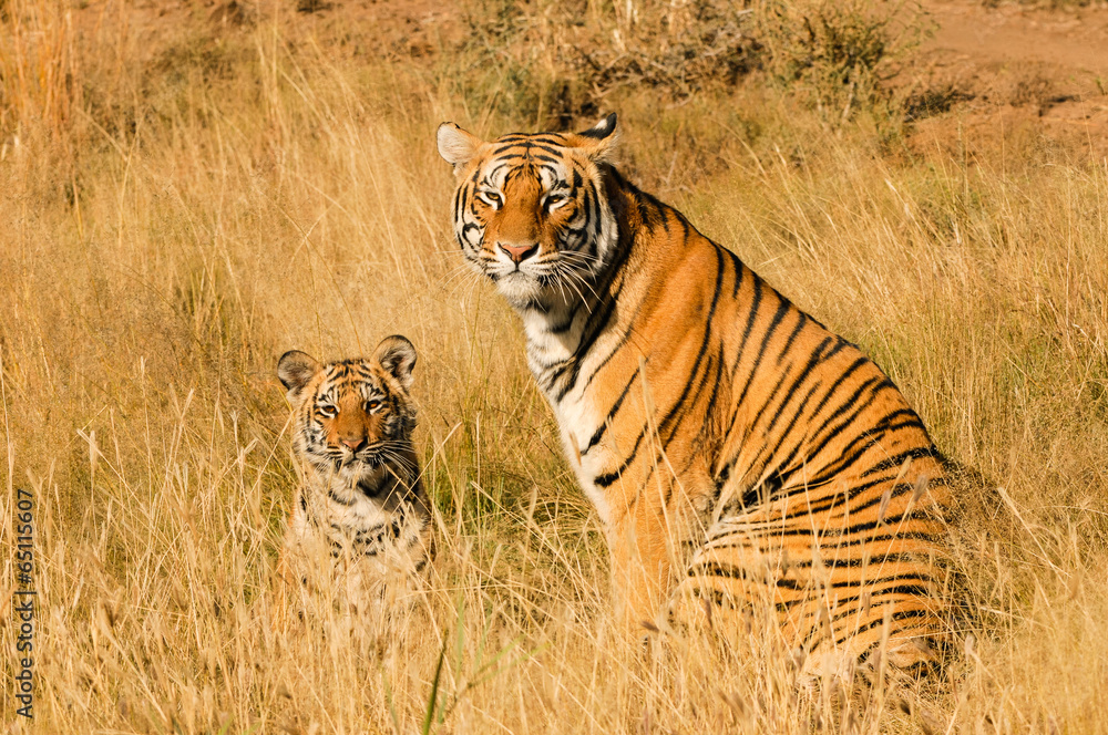 Fototapeta premium Portrait shot of a Bengal Tiger with her cub