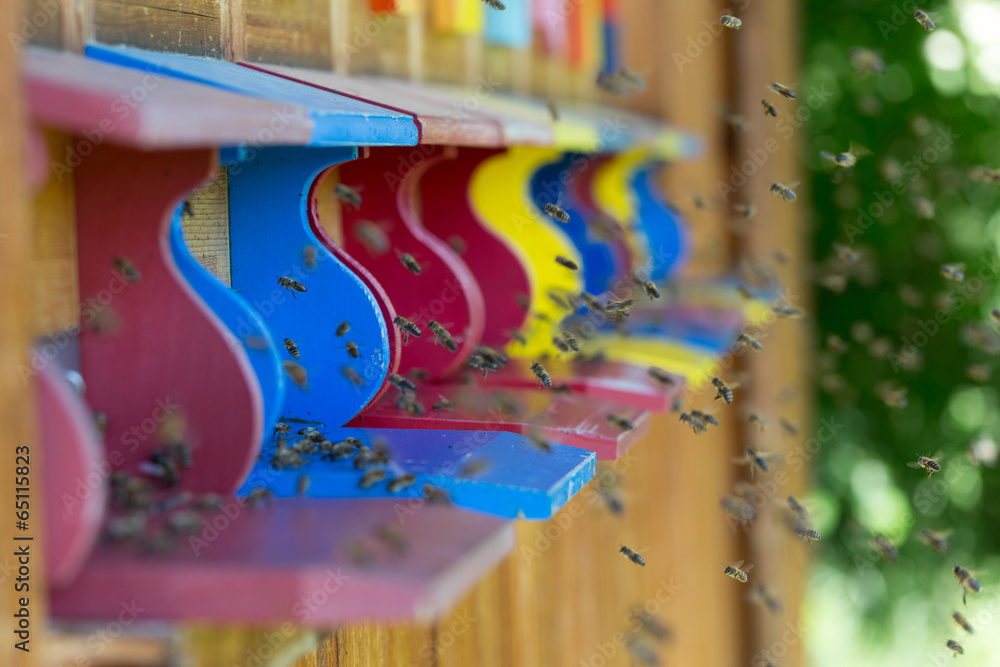 Obraz premium Bees and their hive