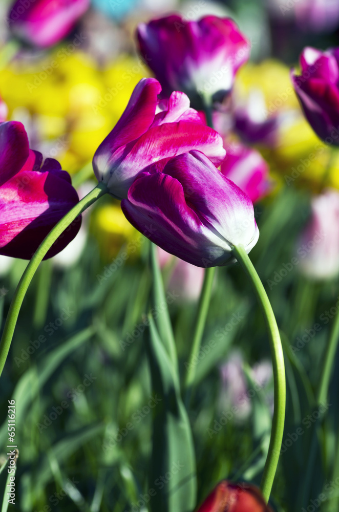 Spring background with tulips over natural background Spring background with tulips over natural background