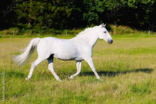 White horse © Mikkel Bigandt