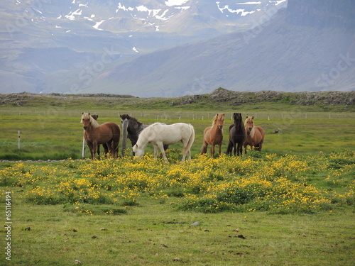 Fotografija Chevaux islandais