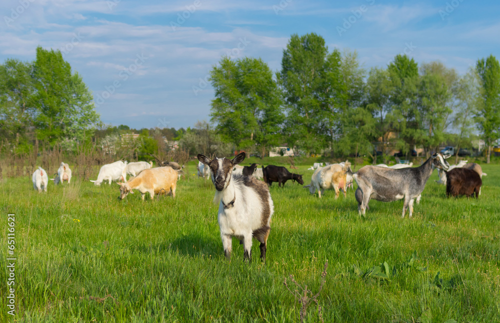 Flock of goats on a spring pasture Flock of goats on a spring pasture