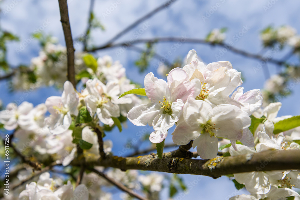flower tree flower tree