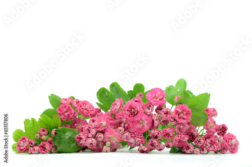 Fototapeta Naklejka Na Ścianę i Meble -  tło z różowymi kwiatami
