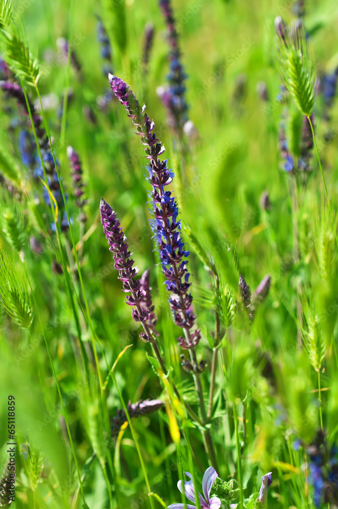 Violet  meadow flower