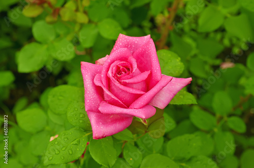 Pink rose