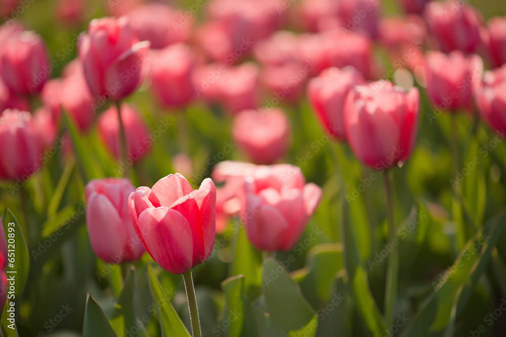 Red beautiful tulips