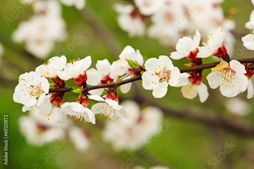 Apricot tree flower