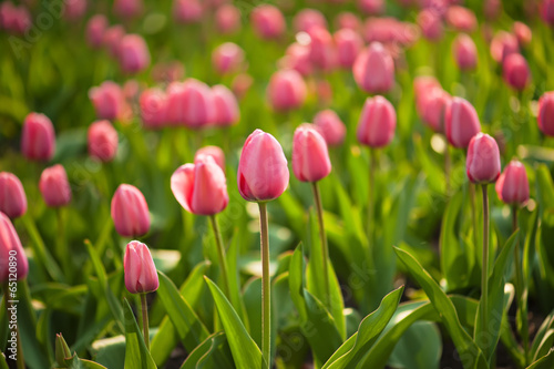 Fototapeta Naklejka Na Ścianę i Meble -  Red beautiful tulips