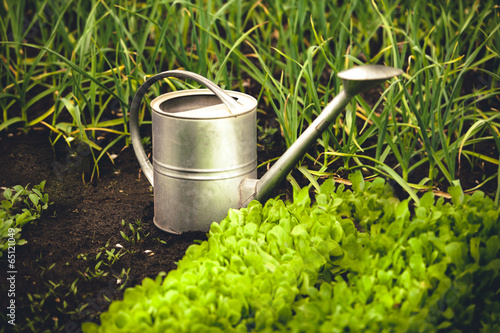 photo of metal watering can on garden bed with lettuce