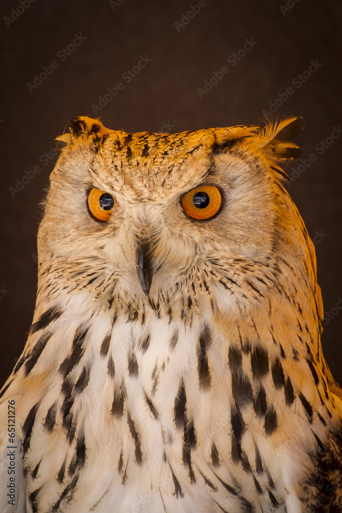 Fototapeta premium Carnivore eagle owl in a sample of birds of prey, medieval fair
