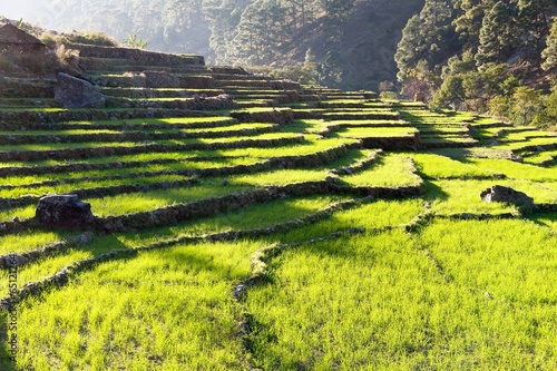 green field of rice in nepal