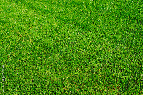 Konstfotografi Green grass