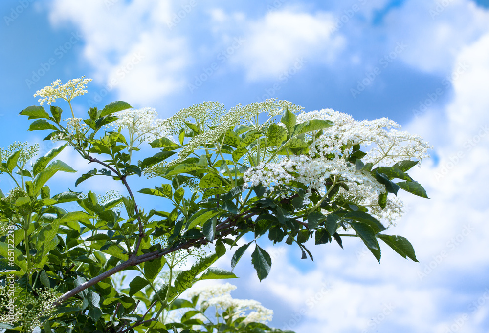 Fototapeta premium Elderberry flowers on the bush, set against a sky