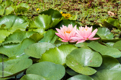 Water lily or lotus on pond
