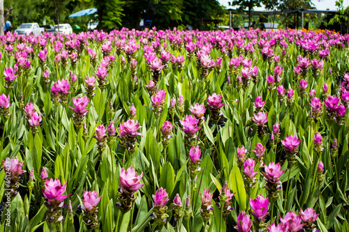 Pink and white flowers in the garden