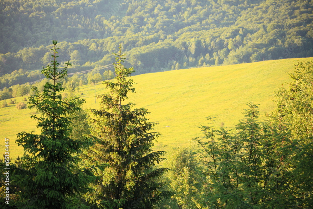 Nature. Forest mountain landscape in the summer Nature. Forest mountain landscape in the summer
