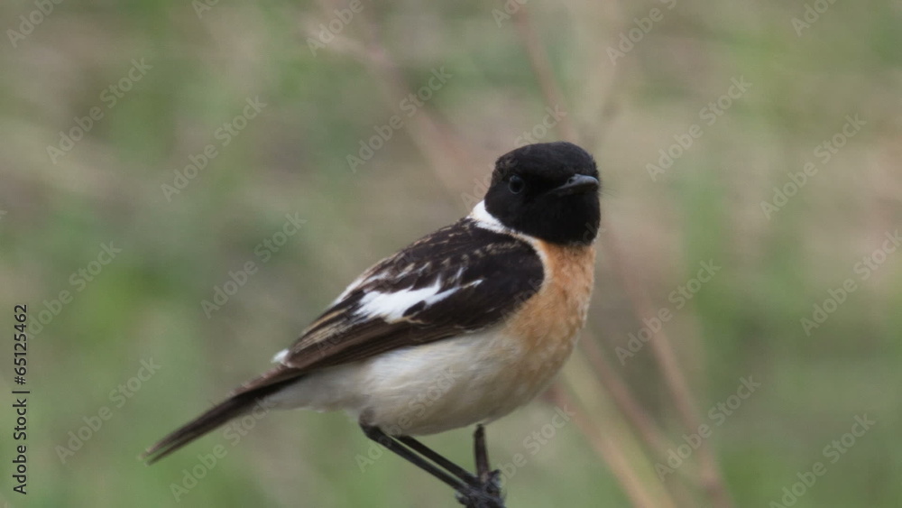 Male stonechat sitting on a branch Male stonechat sitting on a branch