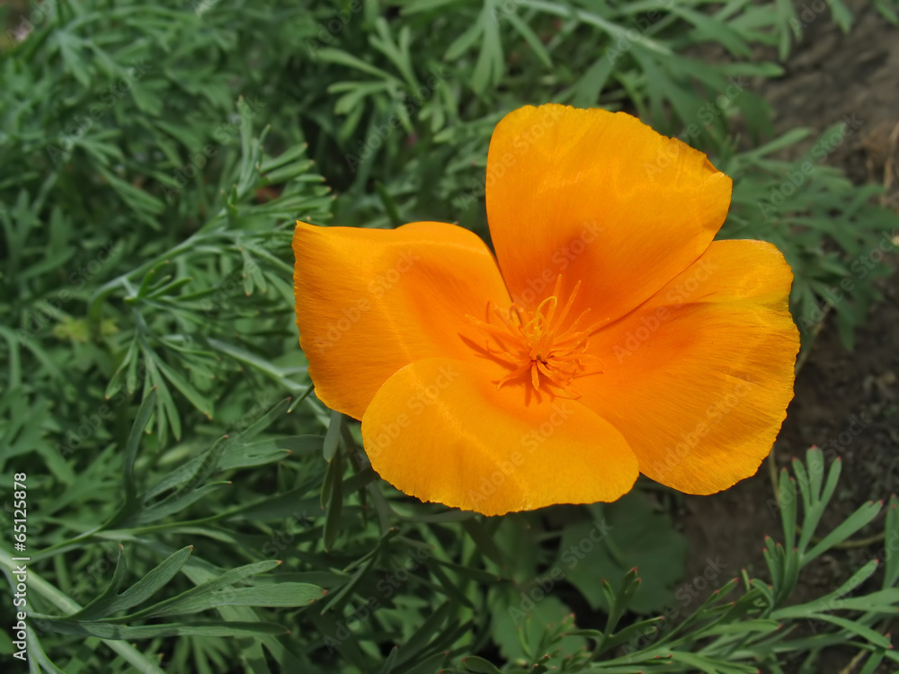 Orange eschscholzia (California poppy) against green grass Orange eschscholzia (California poppy) against green grass
