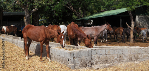 Stable Horses