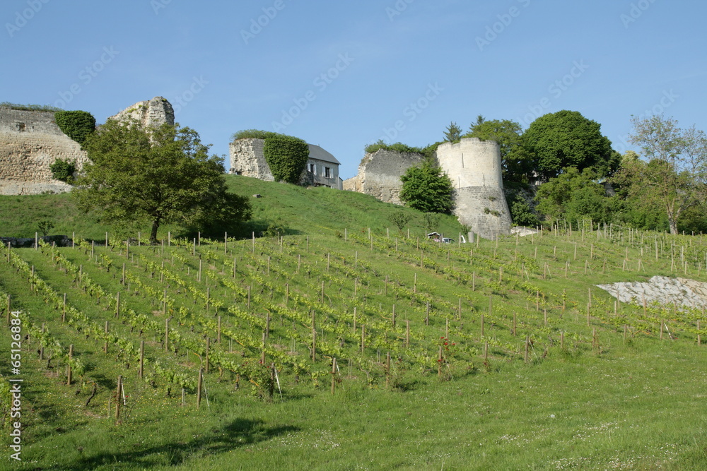 Vigne,Coucy-le-château,Aisne