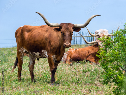 Texas Longhorn cattle grazing on green pasture