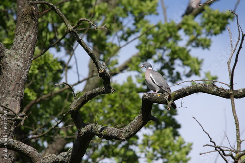 Pigeon ramier ou palombe (Columba palumbus) © arenysam