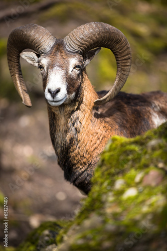 The mouflon (Ovis orientalis) © lightpoet