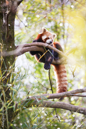 Fototapeta Naklejka Na Ścianę i Meble -  Red panda (Ailurus fulgens, lit. 