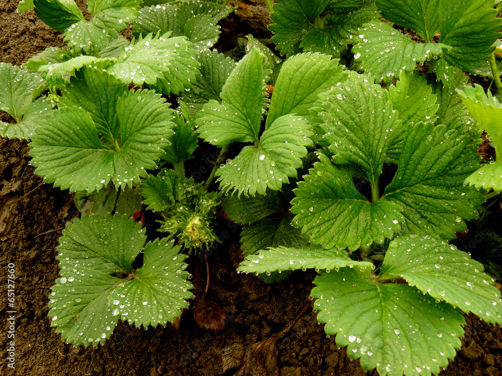 strawberry plants ready to bloom after rain strawberry plants ready to bloom after rain