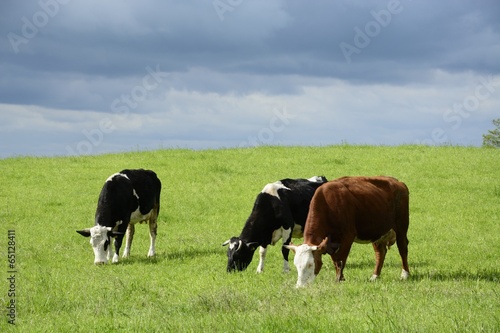 Beautiful cows on a green field © konradkerker