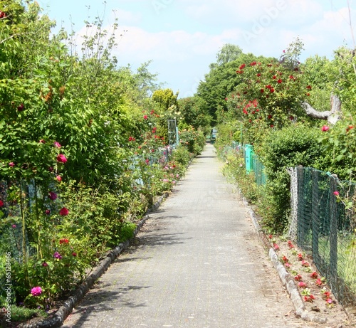 Rosenweg in der Gartenanlage