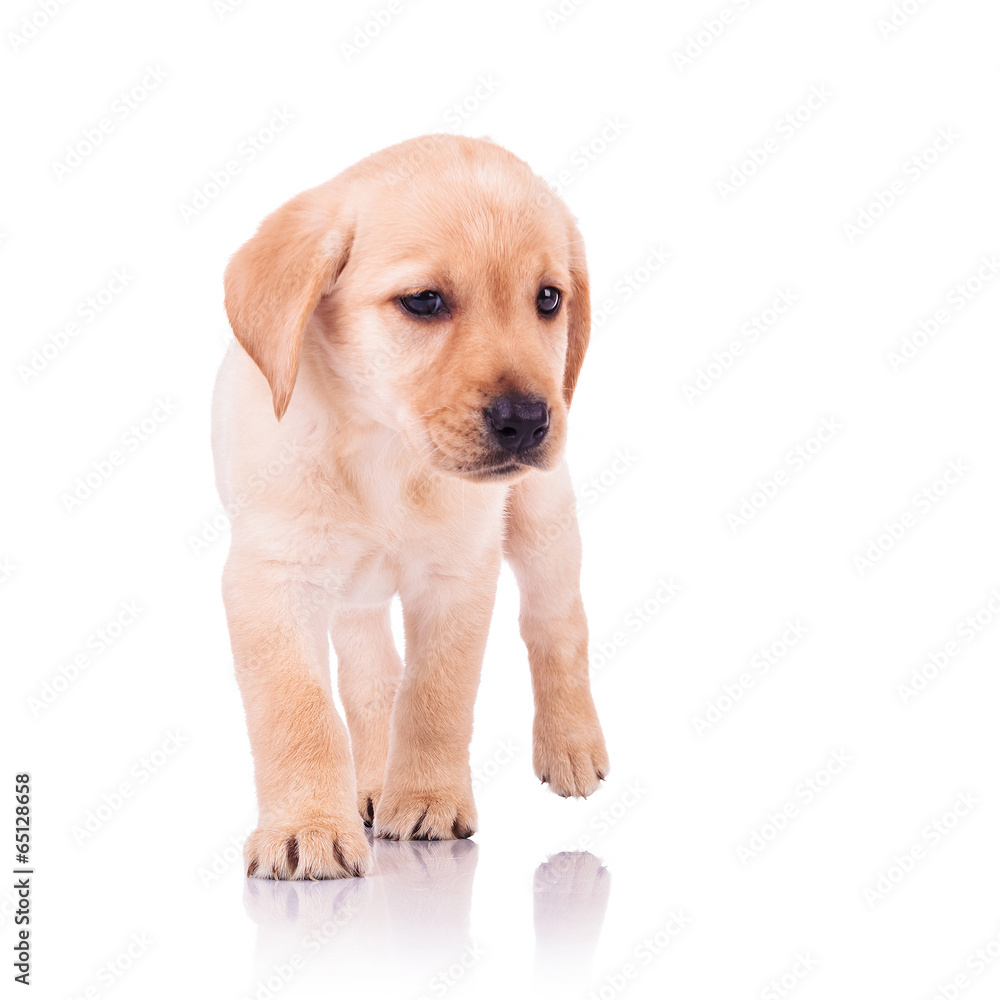 Tiny labrador store puppy