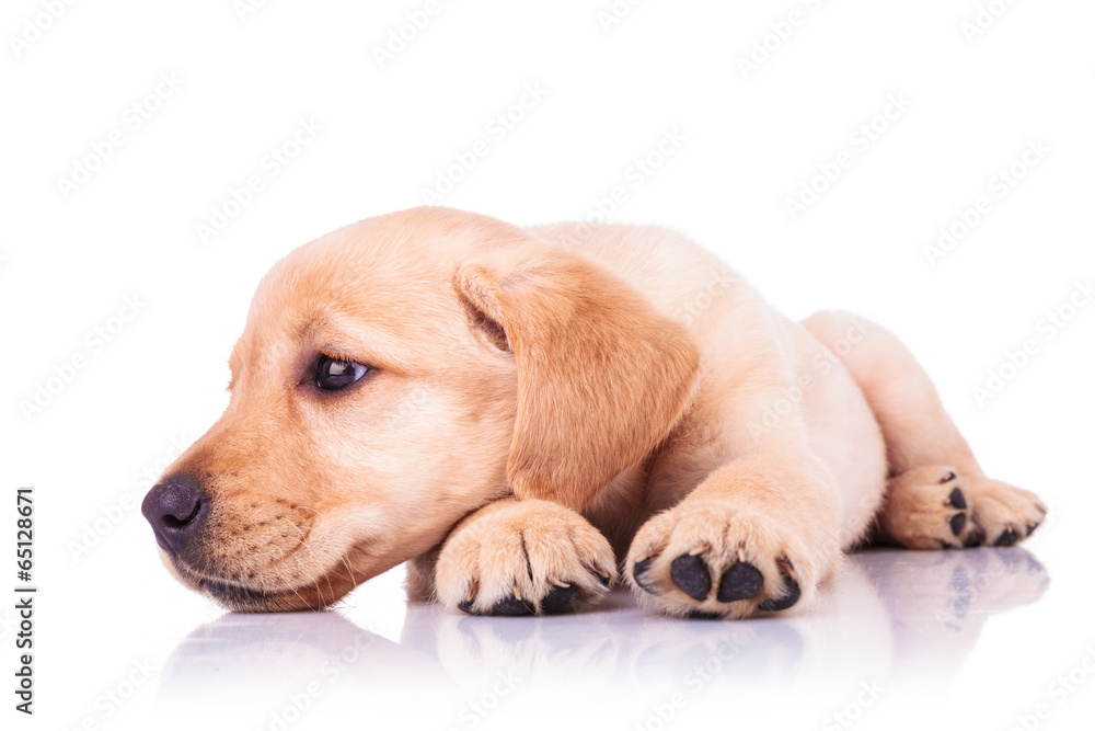 sad little labrador retriever puppy dog with head on paws