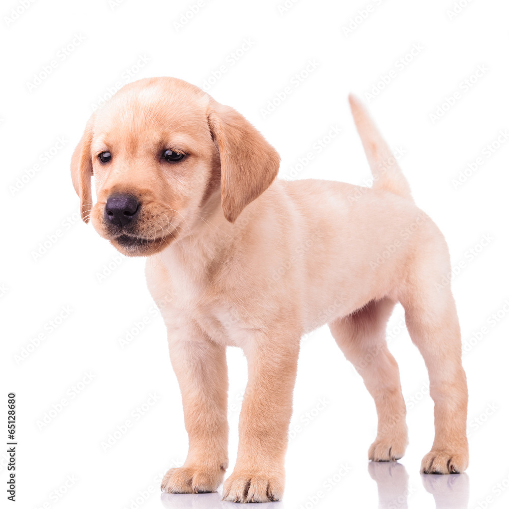 adorable barking little labrador retriever puppy dog