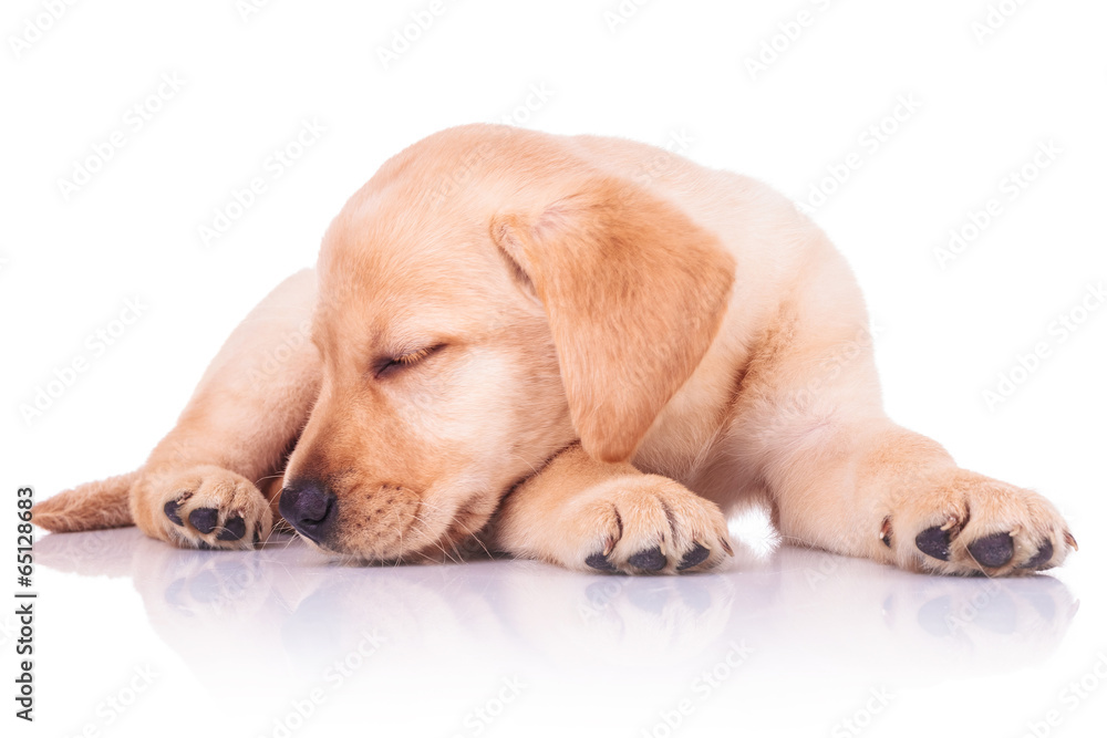 little labrador retriever puppy dog is sleeping little labrador retriever puppy dog is sleeping