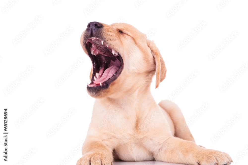 excited labrador retriever puppy dog screaming of joy