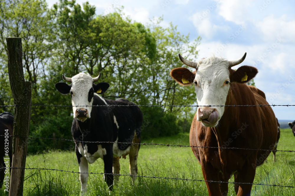 Beautiful cows on a green field Beautiful cows on a green field