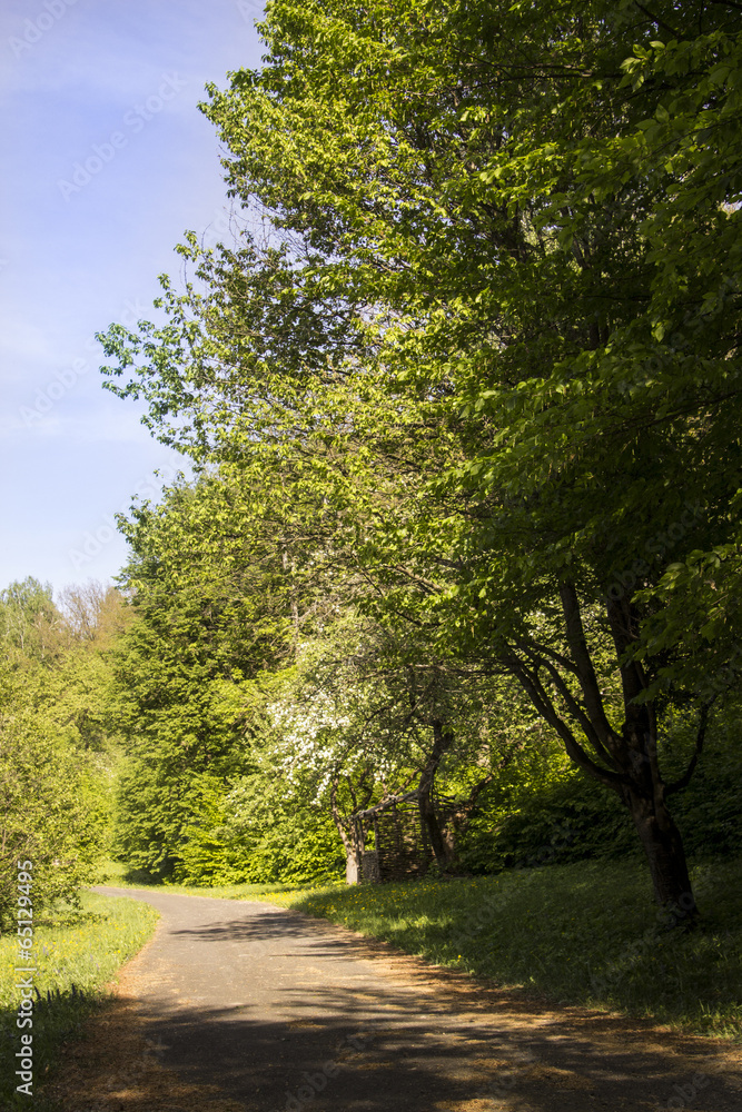 Road in the nature Road in the nature