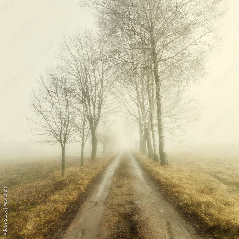 The road to the fog