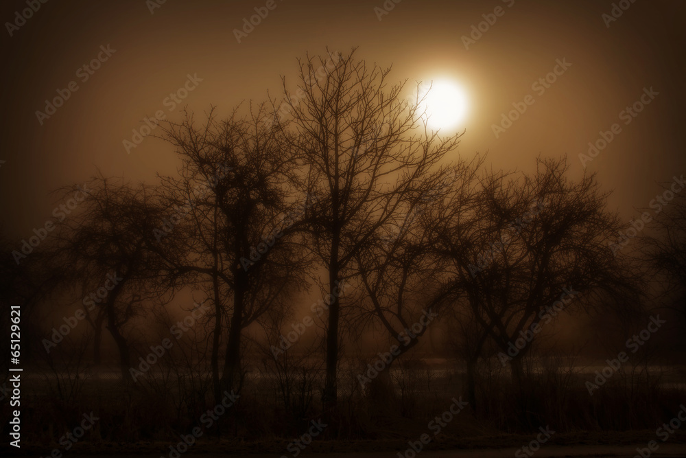 trees in the Mist