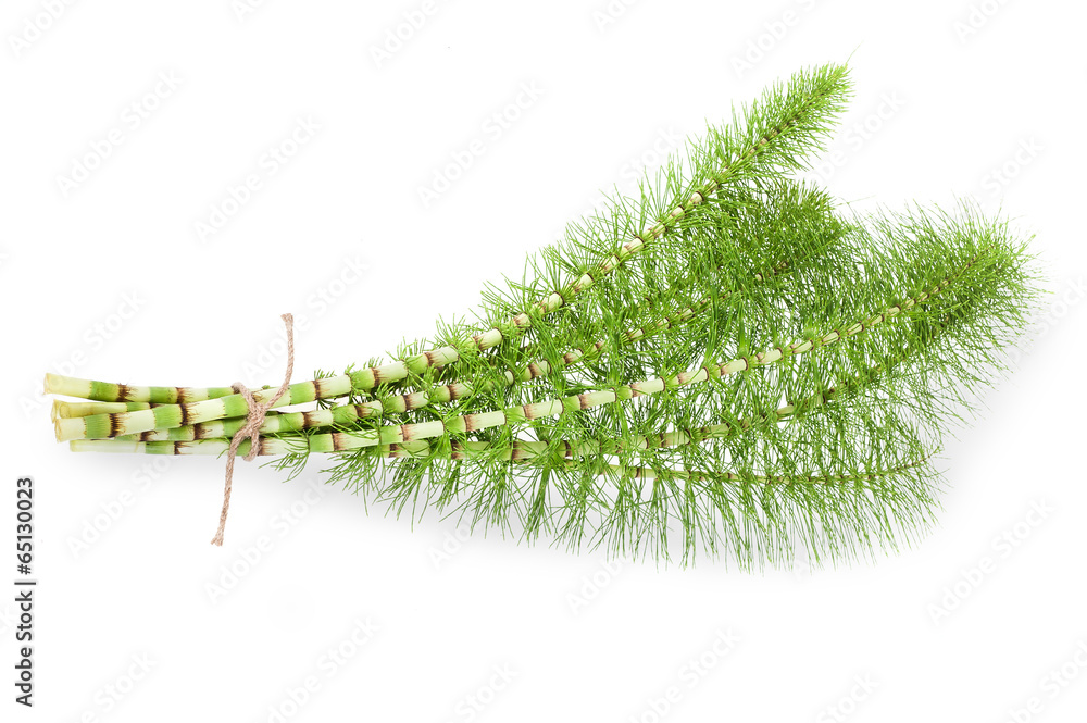 Foto horsetail