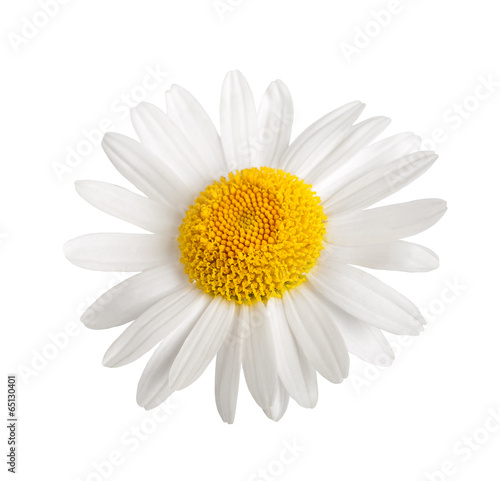 White daisy © Scisetti Alfio