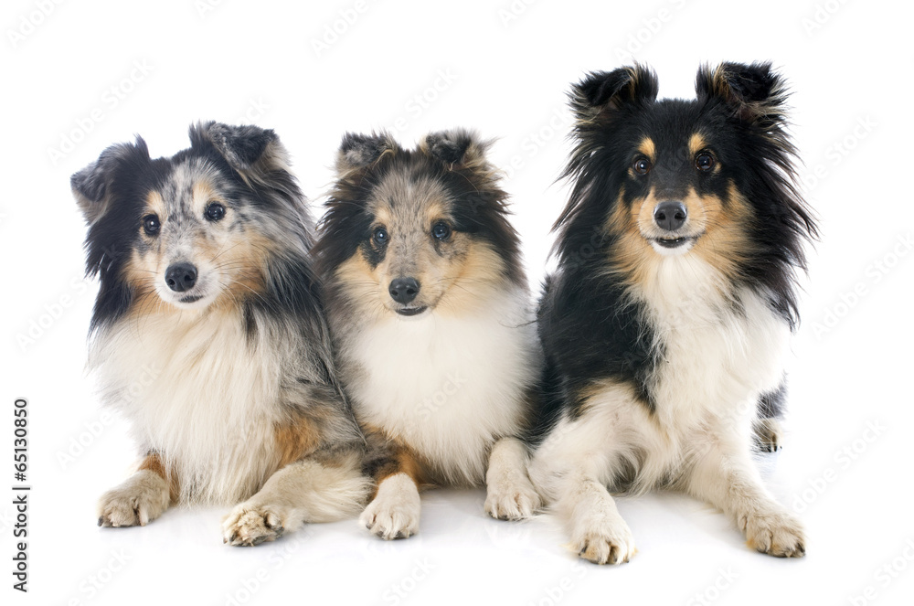 shetland dogs